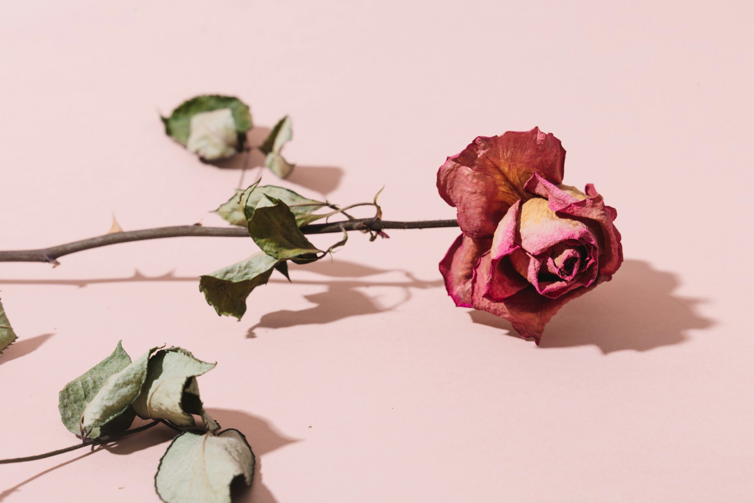 chris-jarvis-092SlU1rZf4-unsplash-scaled Explore the Good Fucking Rose Brand Website